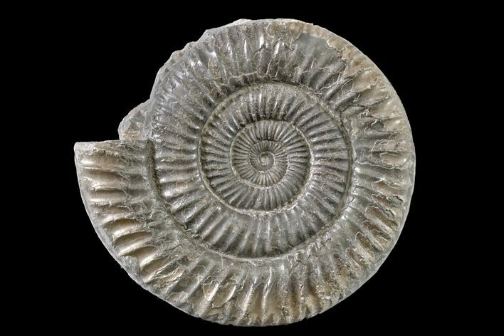 Ammonite (Dactylioceras) Fossil - England #163015